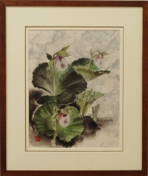 「熊谷草」 F6 植木克彦 「熊谷草」 F6 植木克彦