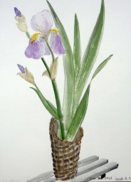 「アイリス」 F4 植木克彦 「アイリス」 F4 植木克彦