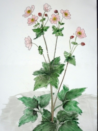 「秋明菊」 F4 植木克彦 「秋明菊」 F4 植木克彦