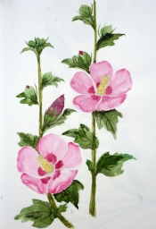 「木槿」 F4 植木克彦 「木槿」 F4 植木克彦