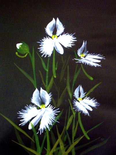 「鷺草」　F6　植木克彦