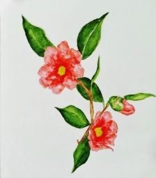 「サザンカ」 F4 齋藤義保 「サザンカ」 F4 齋藤義保