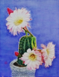 「サボテン―コロナを見ていた?」 F6 河原公治 「サボテン―コロナを見ていた?」 F6 河原公治