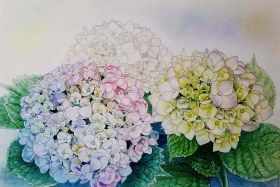 「あじさい」 色鉛筆画 F6 石倉孝博 「あじさい」 色鉛筆画 F6 石倉孝博