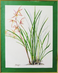 「寒蘭」 F8 「寒蘭」 F8