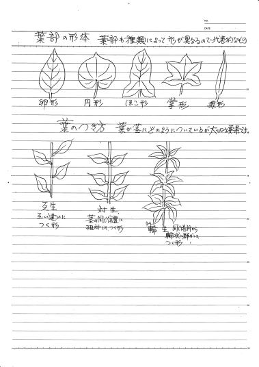 「”花の絵画展”を見て」花と葉の基礎知識