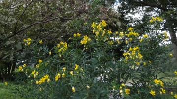 相模川自然の村風景自然の村