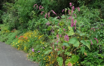 相模川自然の村風景自然の村