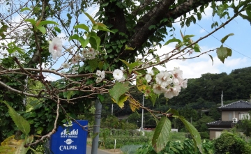 相模川自然の村風景自然の村