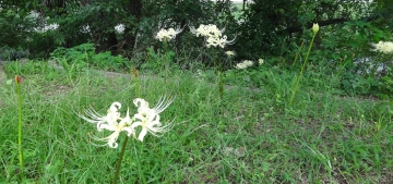 相模川自然の村風景自然の村