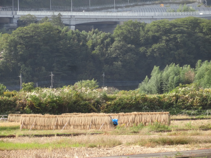 相模自然の村２０２０年１１月