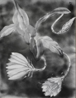 「月下美人」　石坂和明